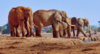 Elephants at a waterhole in Tsavo East National Park in Kenya