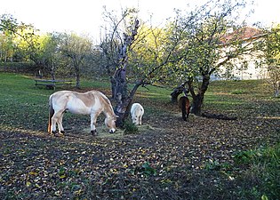 Gårdens hästar.