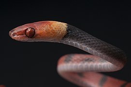 Siphlophis compressus, un Dipsadidae