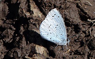 Faulbaum-Bläuling (Celastrina argiolus) am Erlenteichweg