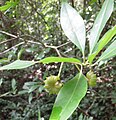Illicium floridanum, Florida anise with fruit.