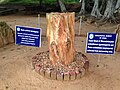 Fossilised wood of Mesembrioxylon schmidianum (gymnosperm) and Peuce schmidianum (angiosperm).