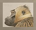 Gelada baboon