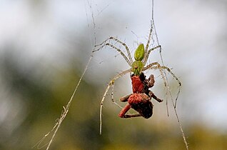 Green Lynx vs Pisauridae, IN