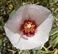 Hibiscus denudatus