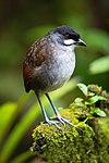 Jocotoco antpitta