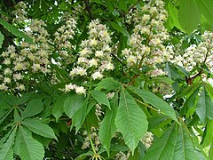 Aesculus hippocastanum