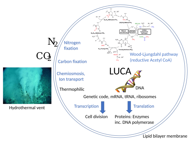 LUCA systems and environment included the Wood–Ljungdahl pathway.[10]