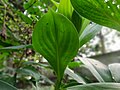 Leaf from back side