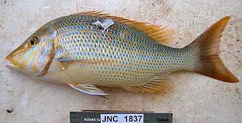 Lethrinus nebulosus