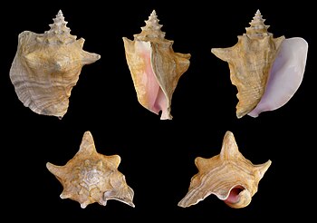 Queen conch shells