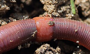 Clitellum de Lumbricus rubellus