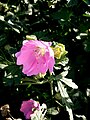 Malva alcea close-up