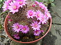 A pink flowering cactus