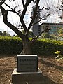 Plum tree monument with wishes for coexistence in Furugome common land, erected on June 27, 1995.