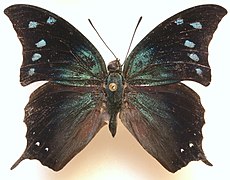 背陰尖蛺蝶 M. pithyusa♂