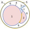 Schematic drawing: cross-section through a testicle
