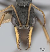 Large compound eyes, sensitive antennae, and powerful jaws (mandibles) of jack jumper ant