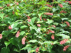 Neillia thibetica