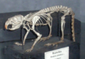 Muskrat skeleton