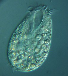 A hypotrich, ventral view