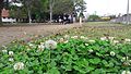 Plantas e flores do Parque do Trote