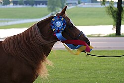 Patrick with ribbon.jpg