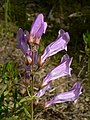 Penstemon fruticosus (en)