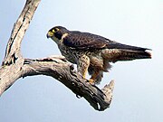 Falco peregrinus