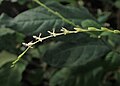 Inflorescence de Petiveria alliacea.