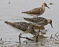 Прудник убица (Calidris pugnax)