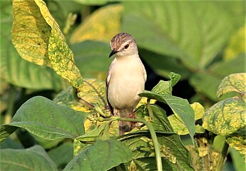 P. i. terricolor Punjab, India