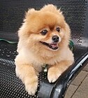 Cream-colored Pomeranian