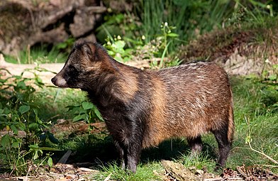 Raccoon dog