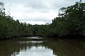 Tamarindo Estuary.