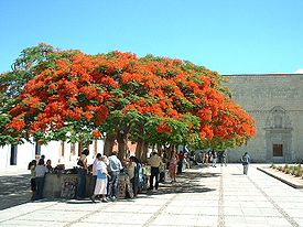 Пойнциана королевская, Delonix regia