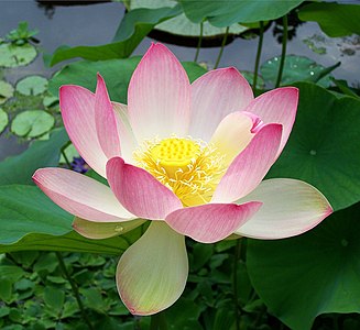 פריחת הלוטוס (Nelumbo nucifera)