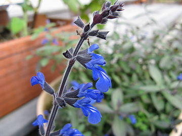 Salvia sinaloensis