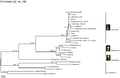 Combined nuclear, plastid and mitochondrial phylogeny of Sarraceniaceae[6]