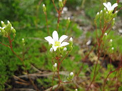 Saxifraga canaliculata.