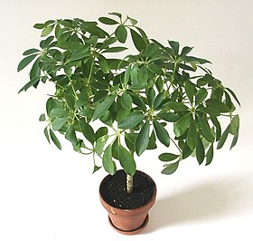 Schefflera arboricola