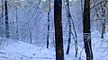 Winterzauberwald im Teuto bei Riesenbeck 2017