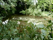 Photographie en couleurs d'un bassin naturel rempli d'eau, entouré de végétation.