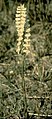 Late-flowering ladies'-tresses (Spiranthes magnicamporum)