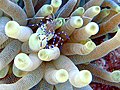 Spotted cleaner shrimp, Periclimenes yucatanicus