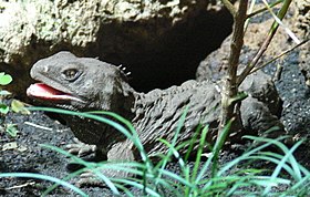 Tuatara