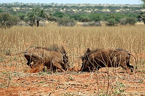 Young males fighting Tswalu Kalahari Reserve, South Africa