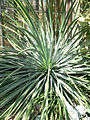 Yucca whipplei