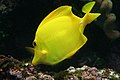 Poisson chirurgien jaune (Zebrasoma flavescens)