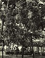 1965-8 1965 山东烟台葡萄